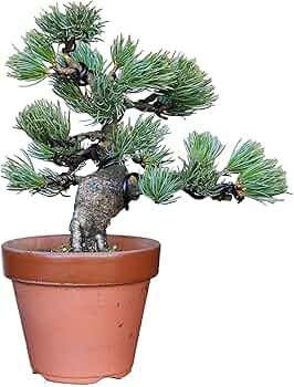 814Si+8JW6L._AC_UF350,